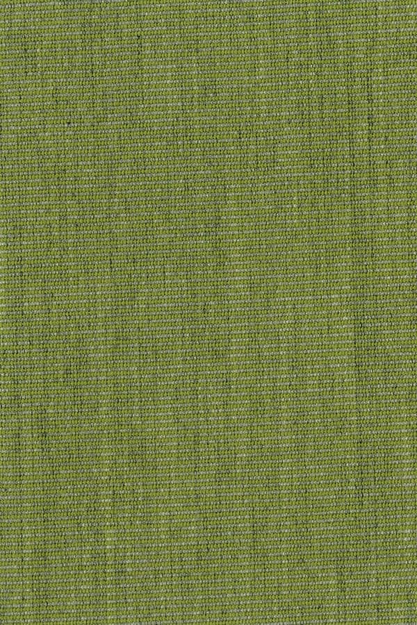 Cactus 1537 · Cactus Green